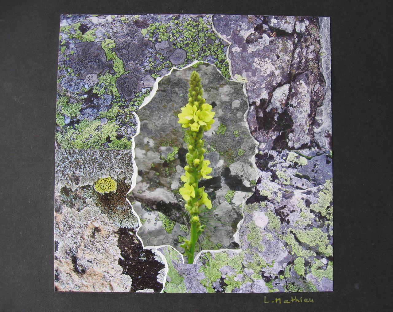 Molène sur fond de lichen