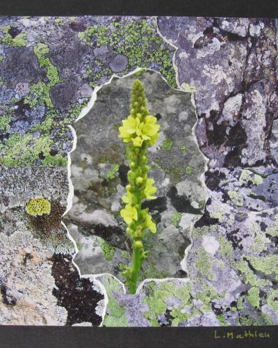 Molène sur fond de lichen